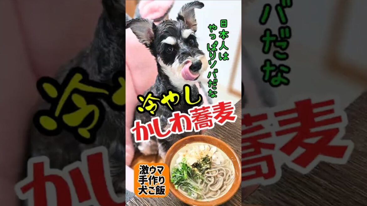 冷やしかしわ蕎麦！めんま本日の激ウマ手作り犬ごはん【ミニチュアシュナウザー】#めんまのへや#わんこごはん#犬のいる生活