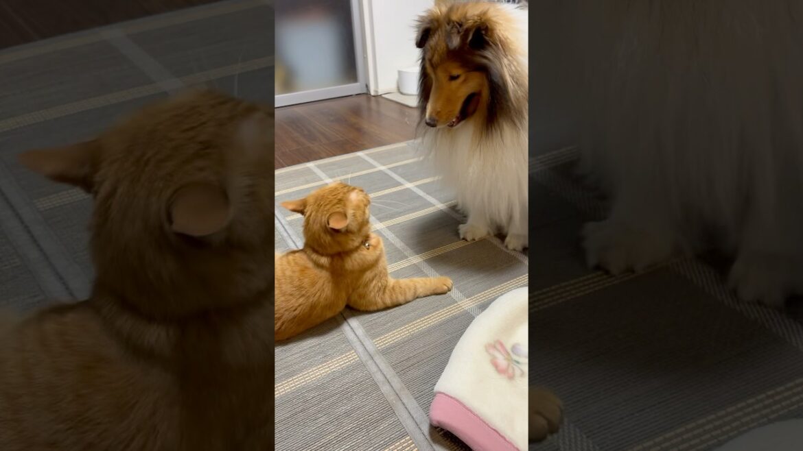 【シェルティ】【マンチカン】ケンカじゃないよ❣️じゃれているだけだよ❣️#犬のいる暮らし #犬と猫