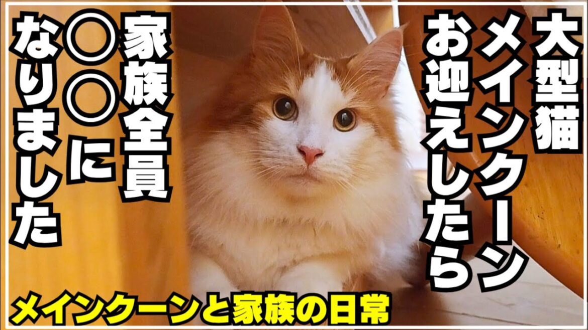 メインクーンをお迎えして考え方が色々変わりました メインクーンをお迎えして考え方が色々変わりました
