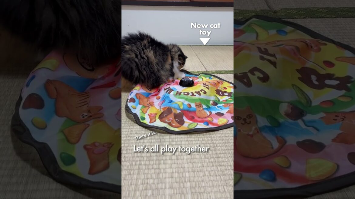 新しい猫のオモチャ／みんなで遊ぼ