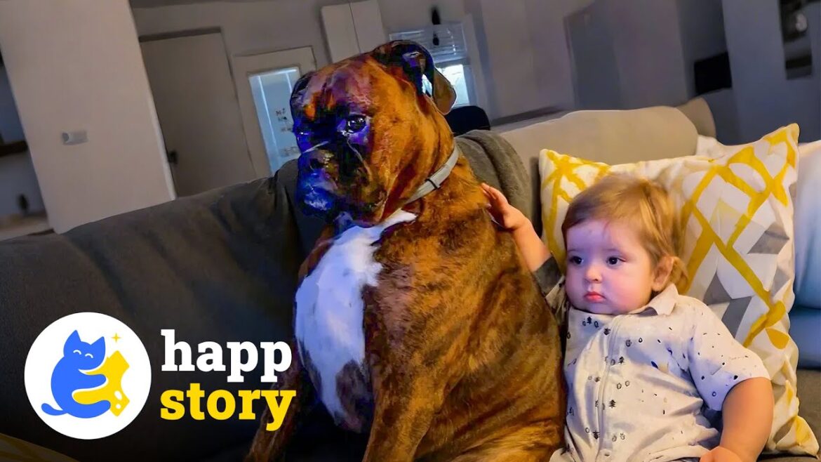 タフなボクサー犬は、この家族の静かな守護天使です | HAPP