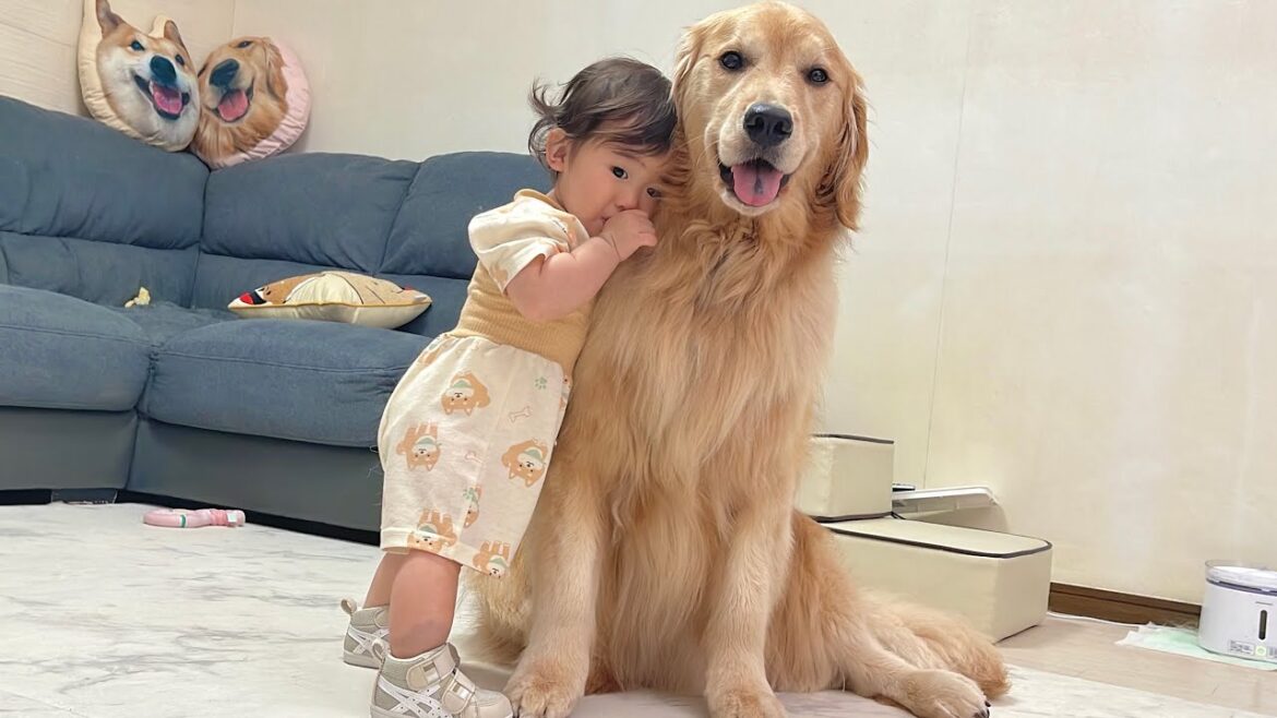 疲れて眠くなってしまった1歳児の支えになってあげるゴールデンレトリバーが優しすぎました… 疲れて眠くなってしまった1歳児の支えになってあげるゴールデンレトリバーが優しすぎました...
