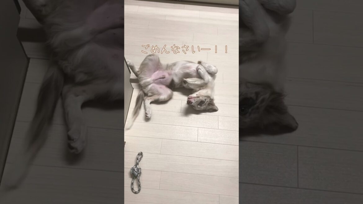 【ごめんなさい】の表現が分かりやすくて可愛い子犬ww #ボーダーコリー　#犬のいる生活 #puppy