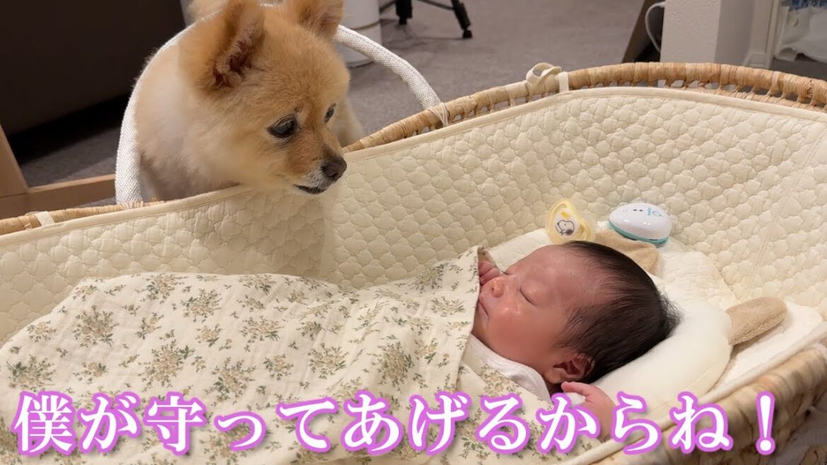 赤ちゃんの様子を常に心配する過保護なポメラニアンの育児に密着
