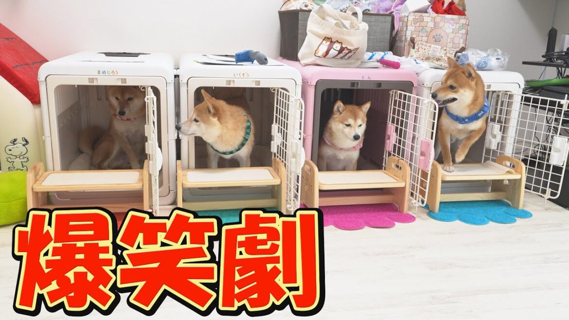 てんかん発作が起こらない日は、いたずら好きな柴犬達による爆笑の連続でした・・・ てんかん発作が起こらない日は、いたずら好きな柴犬達による爆笑の連続でした・・・