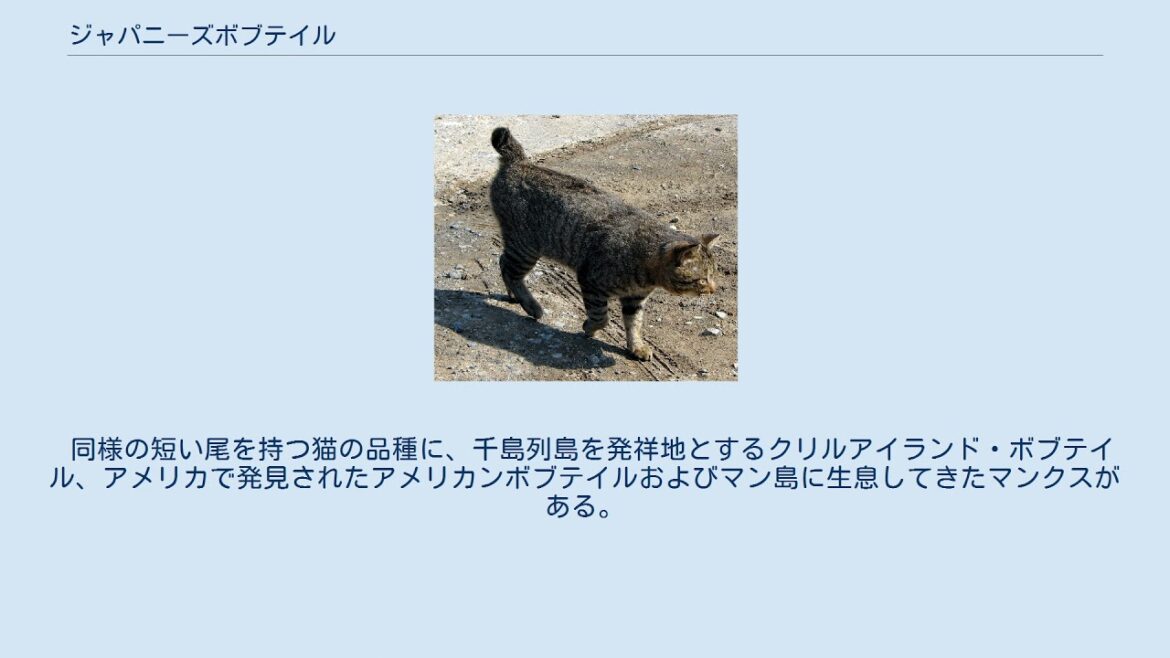 ジャパニーズボブテイル