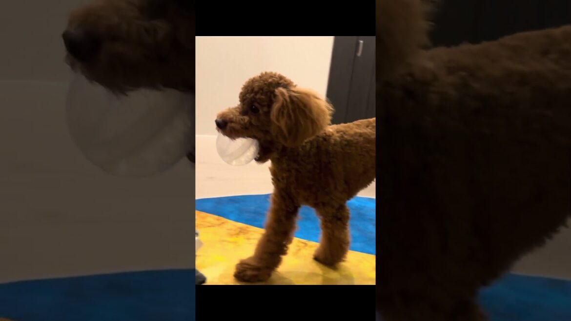 ボール遊びは今もお迎え時も変わらない #トイプードル #toypoodle #shorts #いぬ