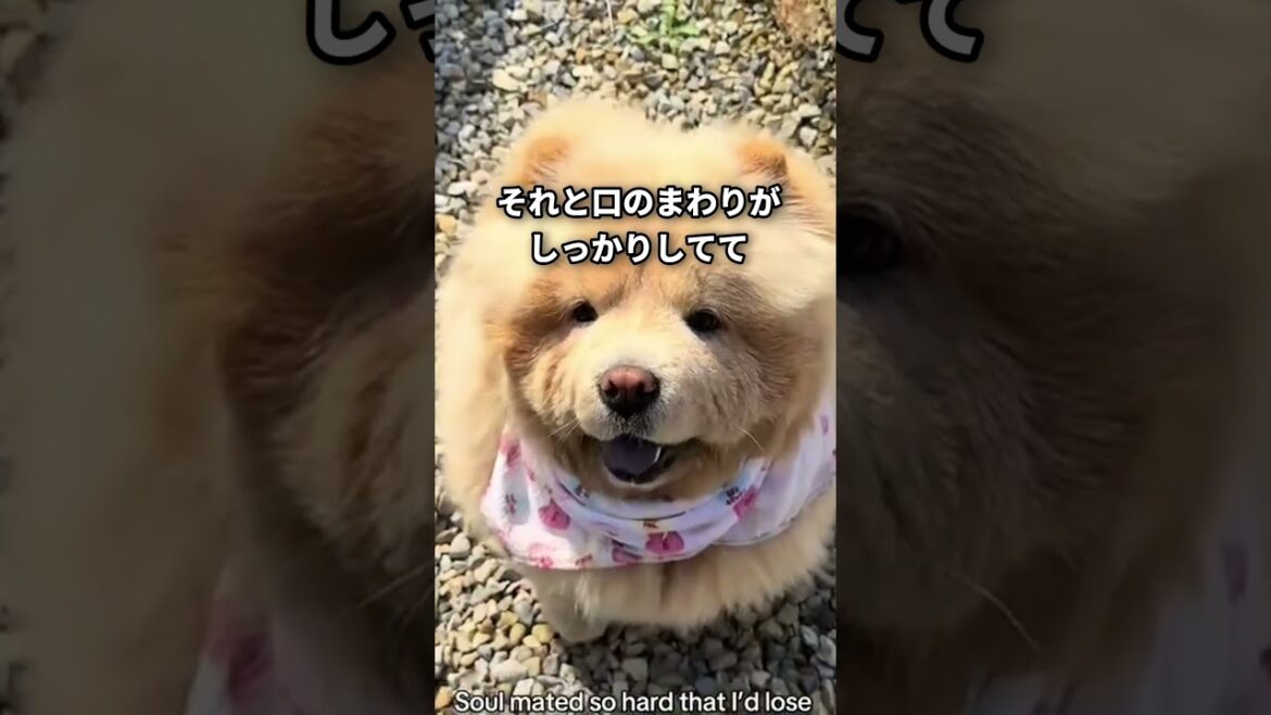 【マイペース犬】チャウチャウの可愛さがわかる一分解説 #shorts #動物 #チャウチャウ
