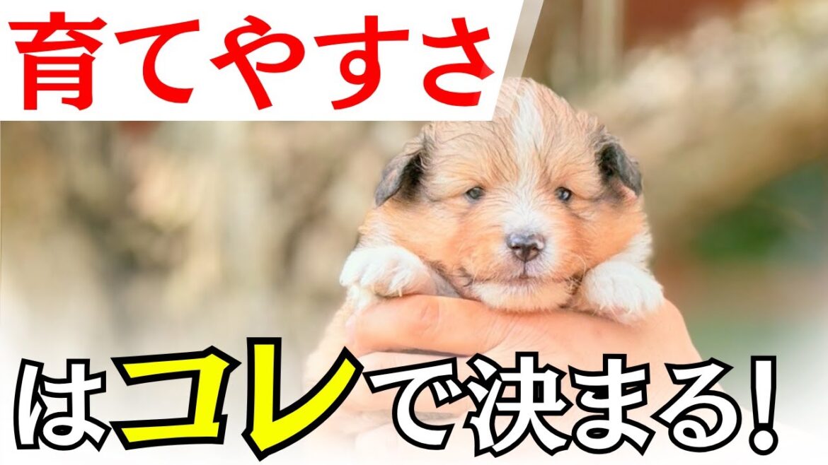 【育てやすい】門外不出のシェルティの選び方をプロが伝授!シェットランドシープドッグの子犬 【育てやすい】門外不出のシェルティの選び方をプロが伝授!シェットランドシープドッグの子犬