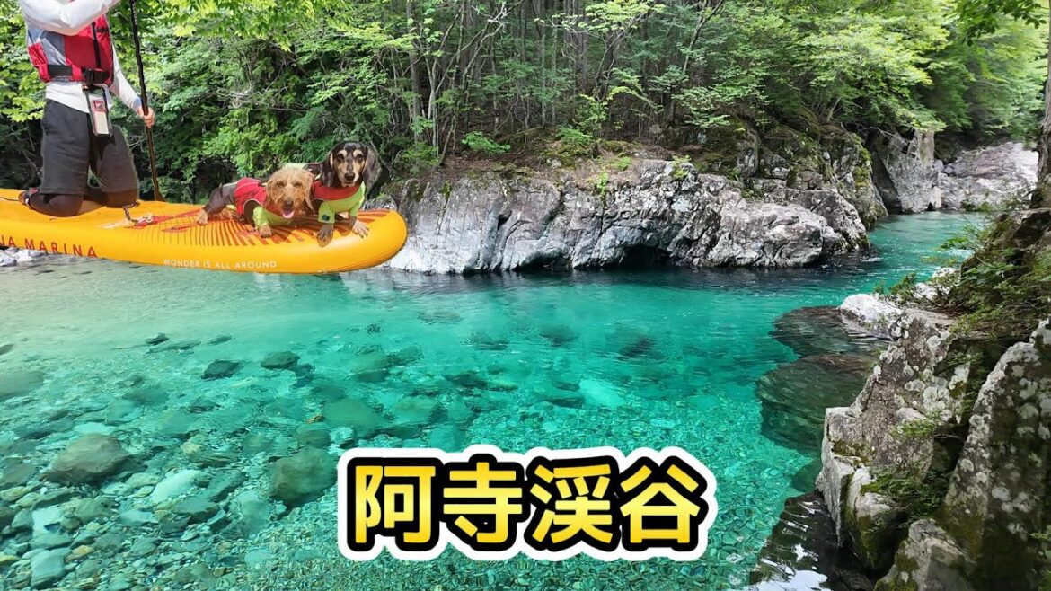 超絶キレイな阿寺渓谷でSUPをした【ミニチュアダックスフンド】Dachshund