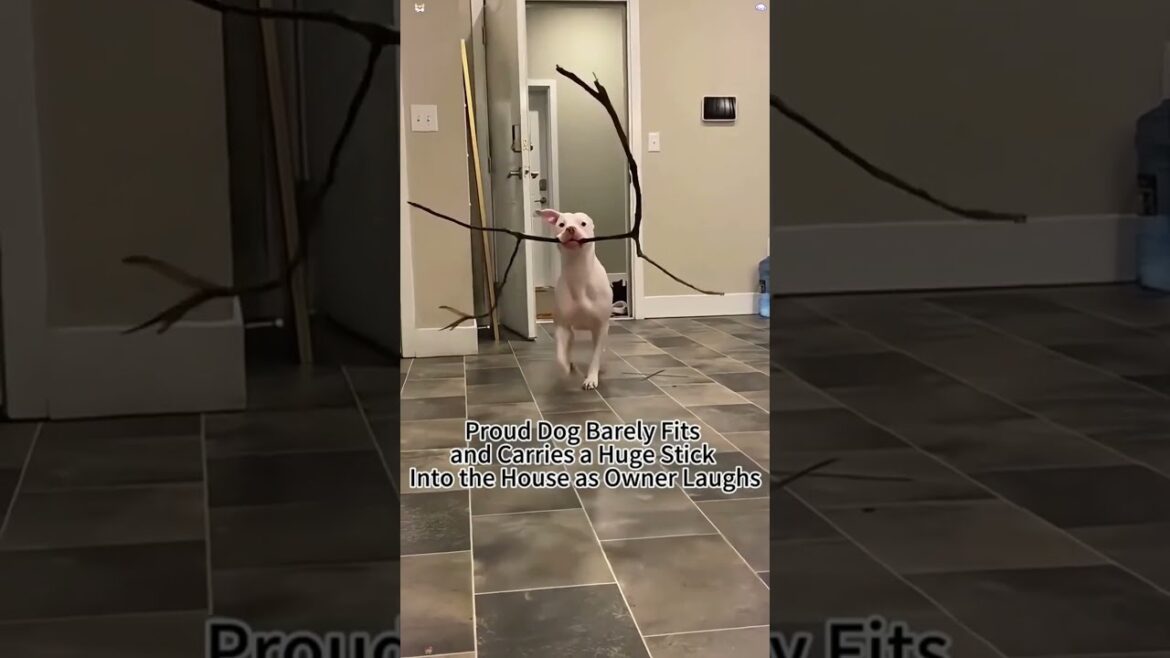 Dogs' Funniest Moments: Couch Jumps, Car Rides, & Branch Shenanigans!