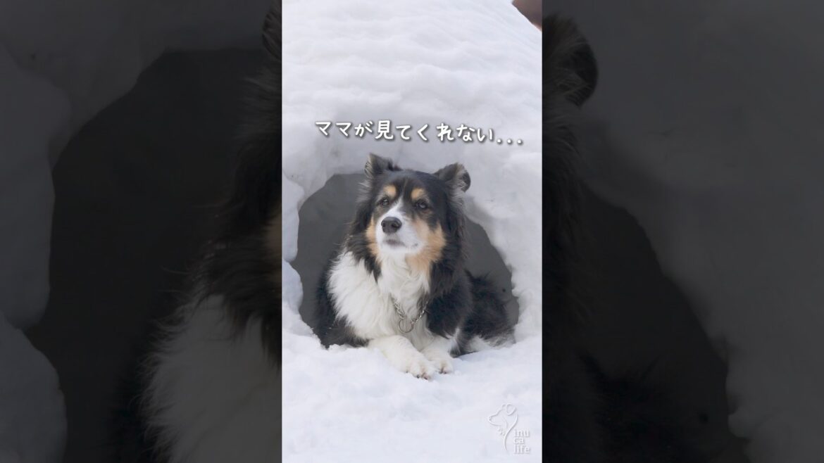 雪のお家を自慢したいボーダーコリーが可愛い　#ボーダーコリー #オーストラリアンシェパード #犬との暮らし