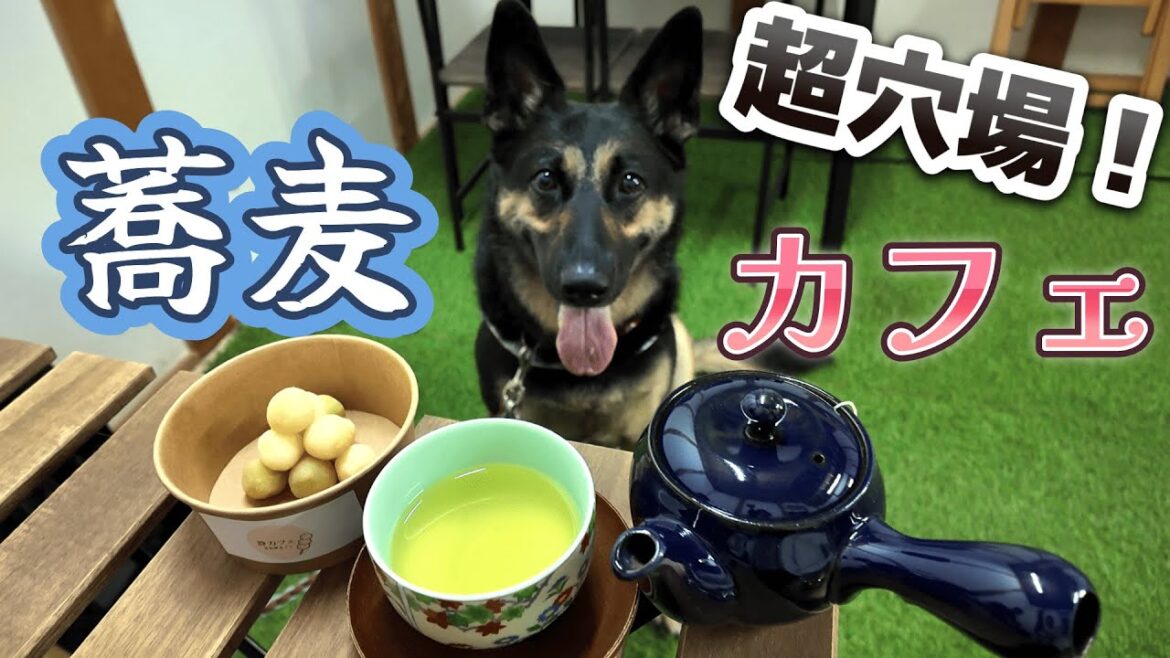 【超穴場！】愛犬も一緒に生そばランチ！古民家のそば処が最高すぎた！【そば処 背乃美】