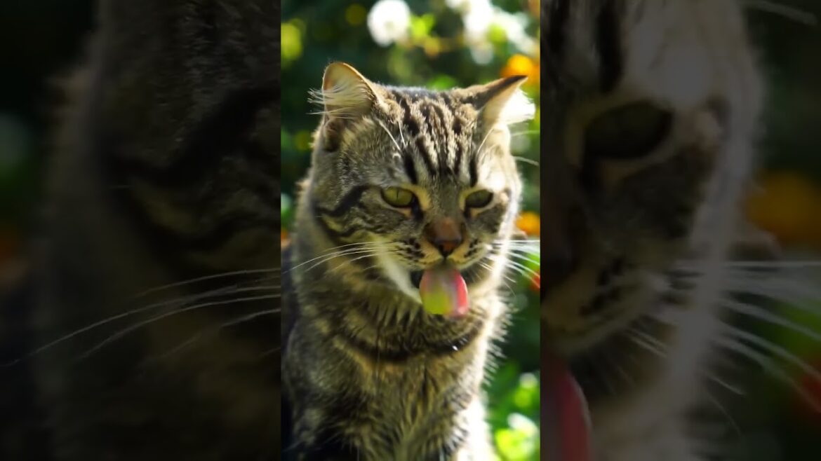Cute Cat Tries Grapes for the First Time! 🍇😺 #Shorts