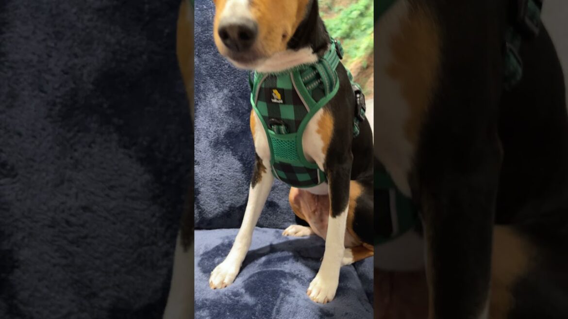 2匹の美しいバセンジー！ || Bella n Pal ハーネス