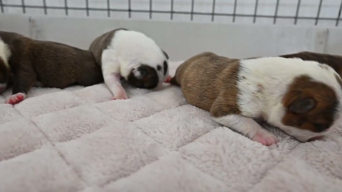 ボストンテリア（7/2）産まれました　広島県広島市　ブリーダー