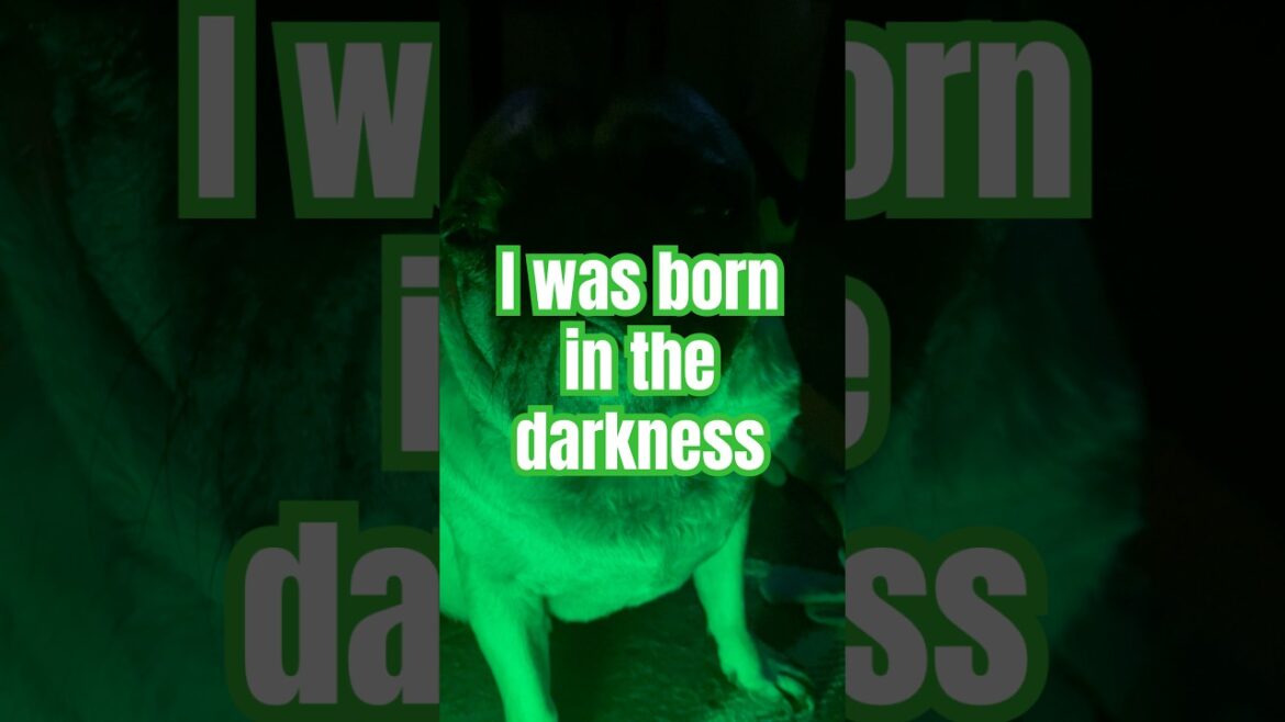 ベインのゴッサム破壊計画…しかしそれはパグ