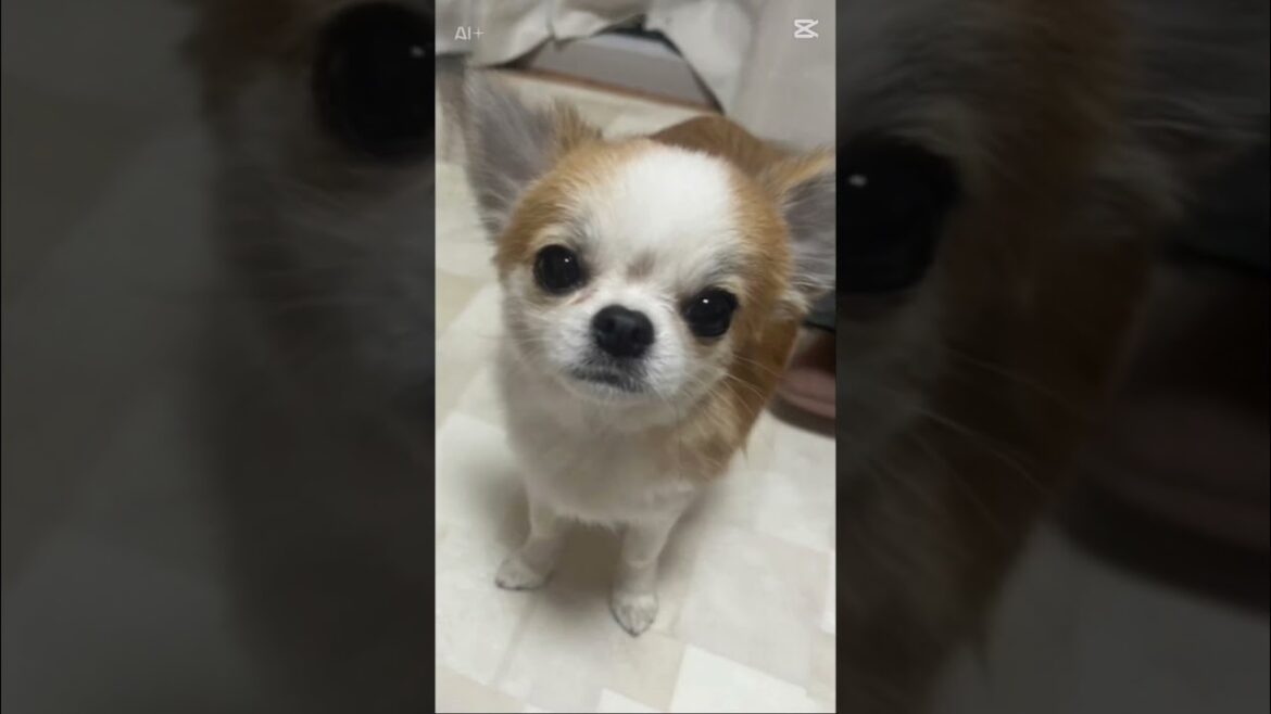 【生後11ヶ月チワワ】暑さにやられたココ☀️陽気に歌ってます🤭🩷 #チワワ #chihuahua #pets #dog #癒し #愛犬 #子犬