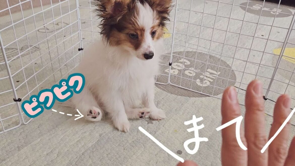 躾の足ピクピク子犬が可愛すぎました。愛犬パピヨンと戯れたり躾たり