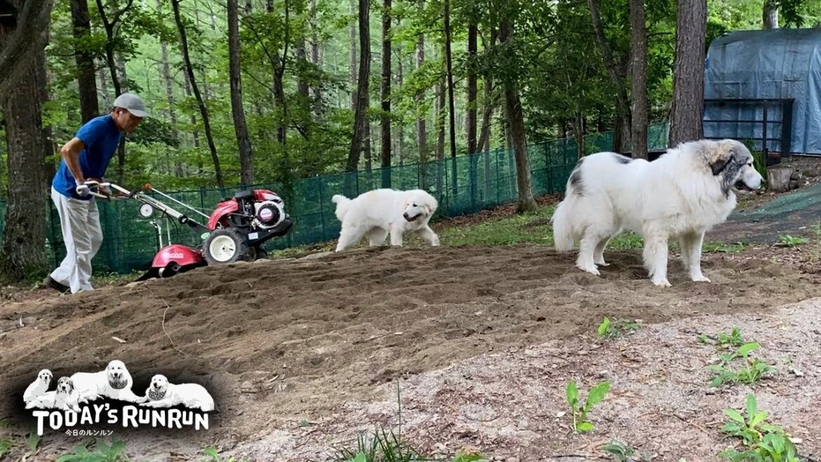 耕運機でフワフワになった砂場をとても喜んだベルとリリーです　Great Pyrenees　グレートピレニーズ