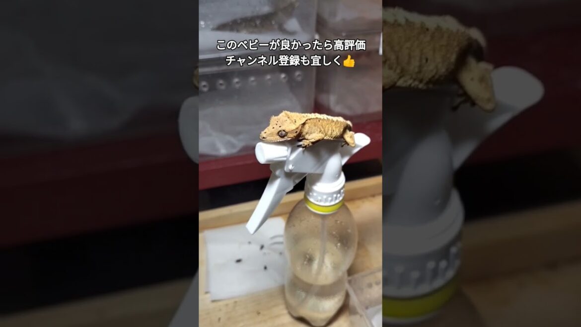 クレステッドゲッコー自家繁殖ベビーシリーズ。ゴールドダルメシアン※一匹のみ。