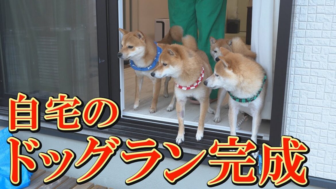 自宅の駐車場でリードを外すと、「良いの?」と戸惑いながら歩き始める柴犬が可愛すぎました。 自宅の駐車場でリードを外すと、「良いの?」と戸惑いながら歩き始める柴犬が可愛すぎました。