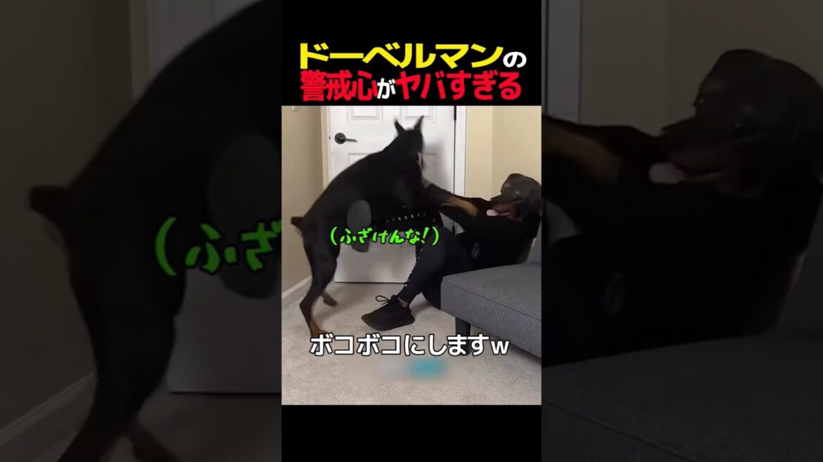 ドーベルマンの警戒心がヤバすぎる　#ドーベルマン #笑える #犬 #犬のいる生活 #犬のいる暮らし #元気になる動画