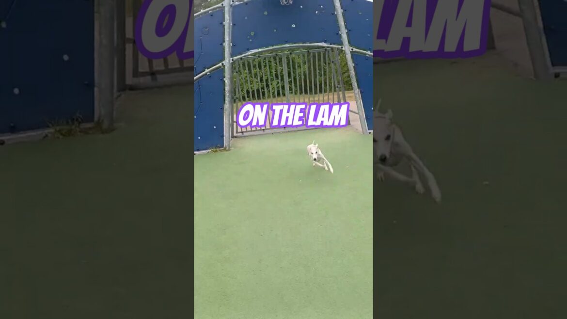 On the lam