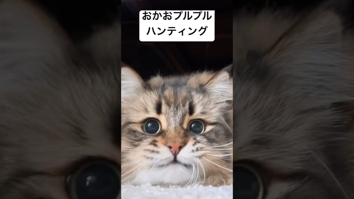 狩りの仕方が独特#cat #サイベリアン #あそび