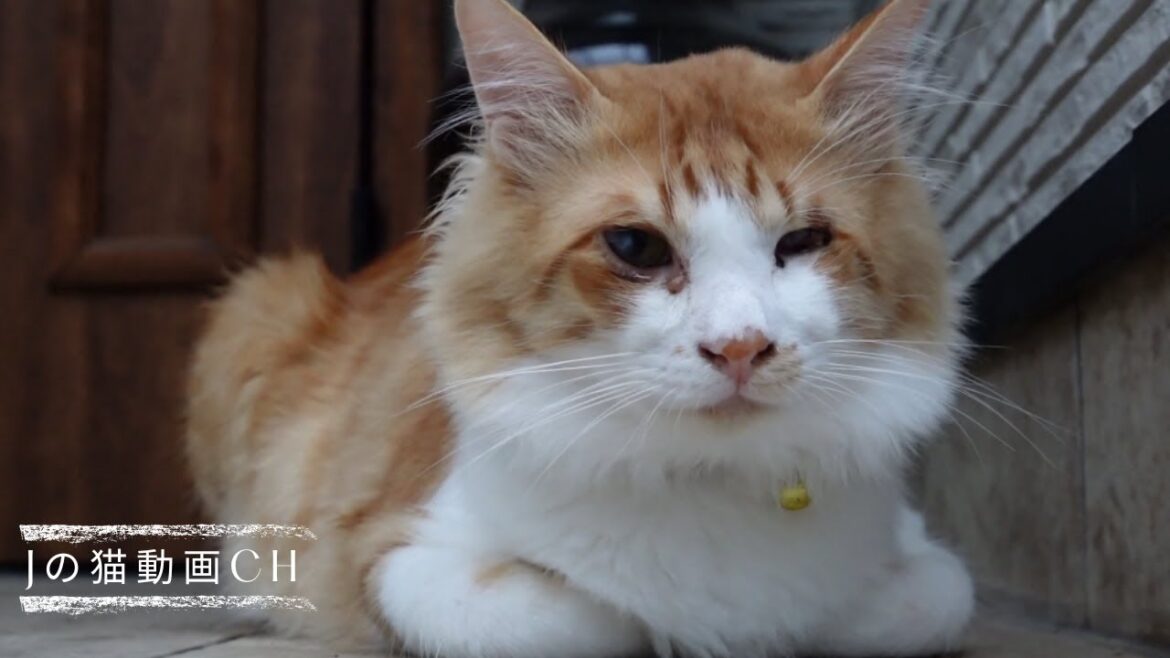 猫が寄ってくる人｜猫に近づく人 ｜白猫に会う｜野良猫と家猫のひと時｜Japanese people who attract cats