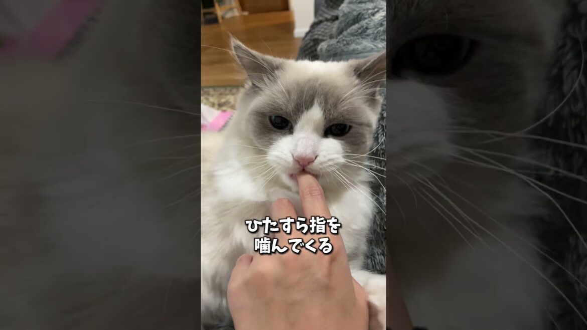 みんなの猫ちゃんはどんな性格？　#cat #子ネコ #子猫 #ねこ #猫 #ラグドール #ragdoll