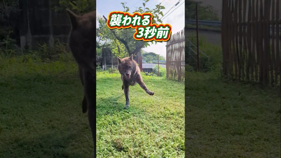 【甲斐犬mixハル】パパが襲われる3秒前！#甲斐犬
