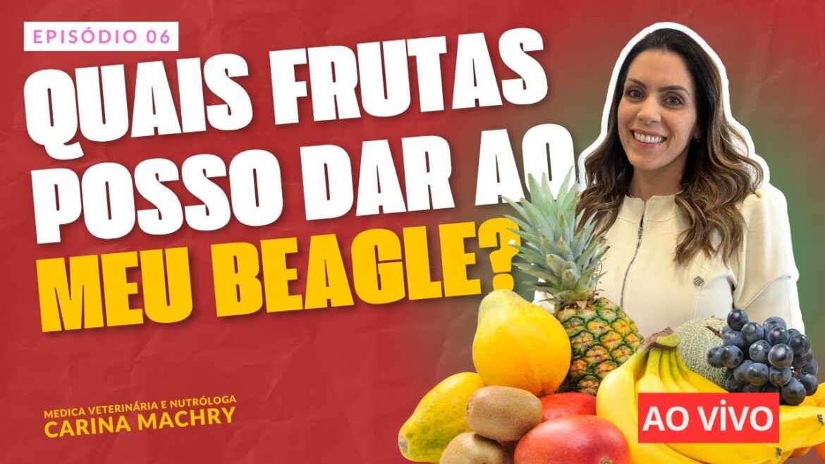 Quais FRUTAS MEU CACHORRO BEAGLE PODE COMER? Veterinária Nutróloga explica A QUANTIDADE EXATA. Quais FRUTAS MEU CACHORRO BEAGLE PODE COMER? Veterinária Nutróloga explica A QUANTIDADE EXATA.