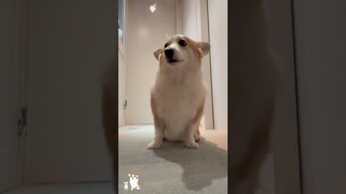 これが犬を乾かすという事 #コーギー #つーちゃん #corgi