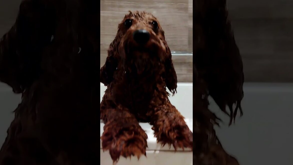 【トイプードルの子犬】なぜか繰り返し見たくなる　シャワー前・シャワー後　Puppy Brown　#トイプードル    #かわいい　#子犬　#puppy #toypoodle #cute　#シャンプー