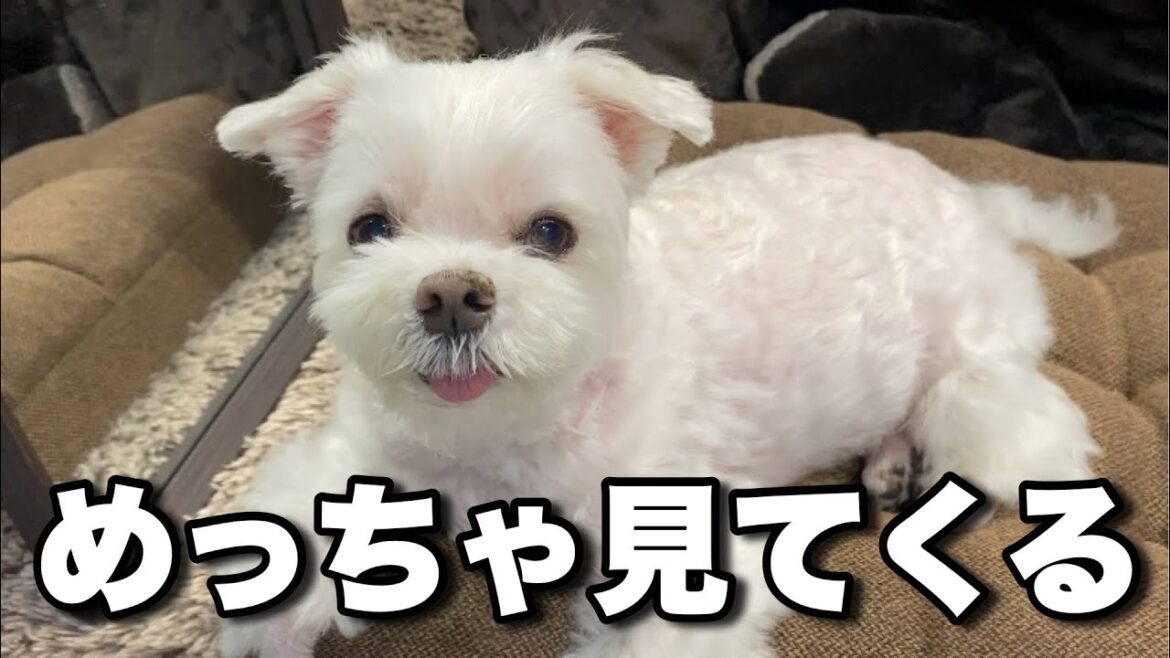 最近うちの犬がやたら見てくる理由がまさかのコレでした…