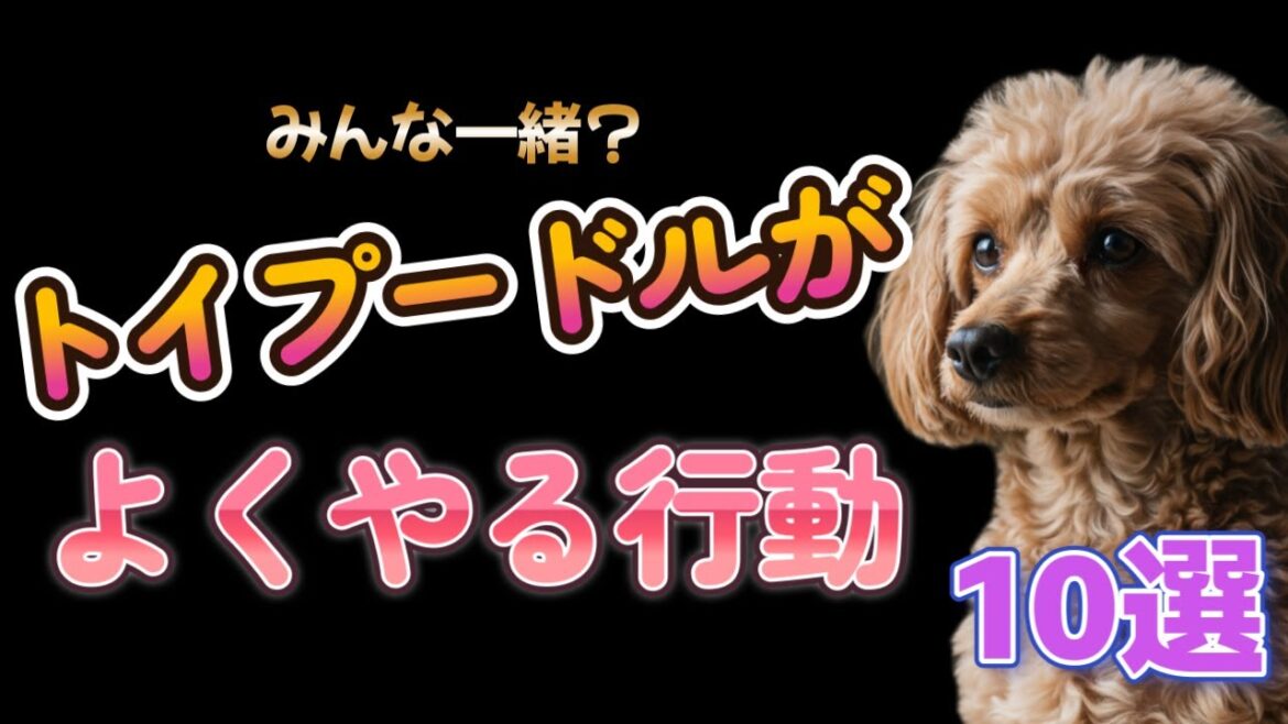 実はトイプードルがよくやる行動10選