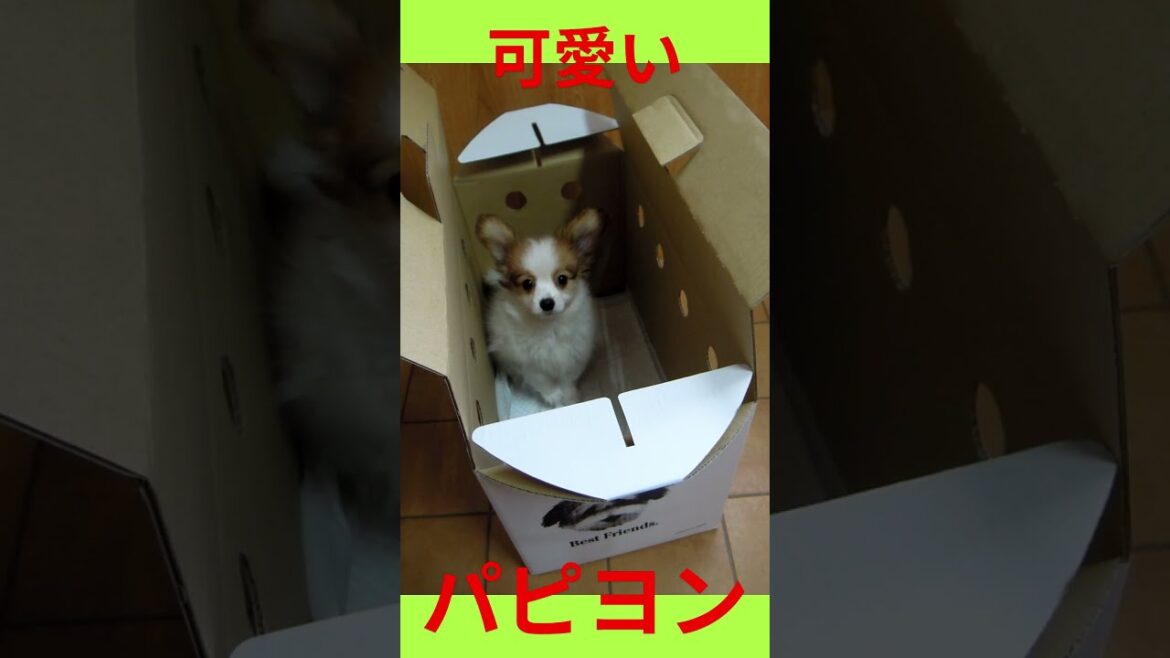 箱の中  #可愛い＃パピヨン＃子犬