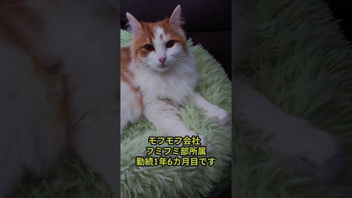 フミフミもお仕事#shorts #サイベリアン #フミフミ #funnycats #APT
