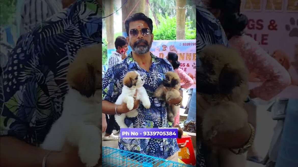 Lhasa Cute Puppy's For Sale In Kolkata #lhasa #lhasaapso #shorts #puppy #dog #kolkata