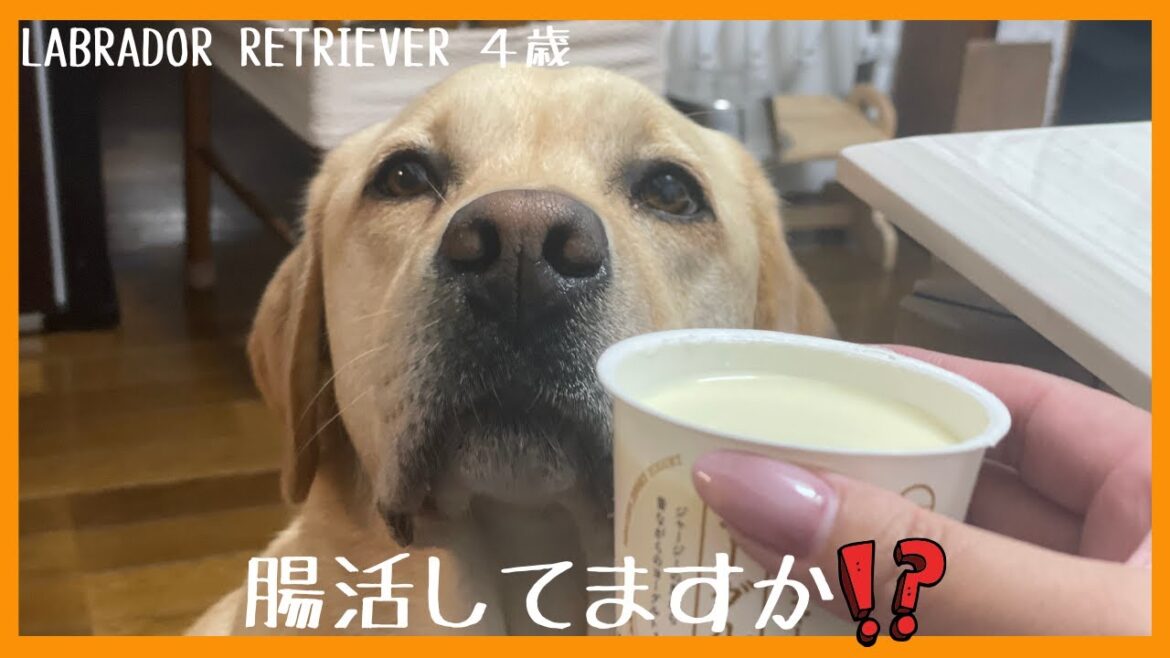 【ラブラドールレトリーバー】腸活してますか⁈ 夏を乗り切るためにヨーグルトで腸活している大型犬 【ラブラドールレトリーバー】腸活してますか⁈ 夏を乗り切るためにヨーグルトで腸活している大型犬