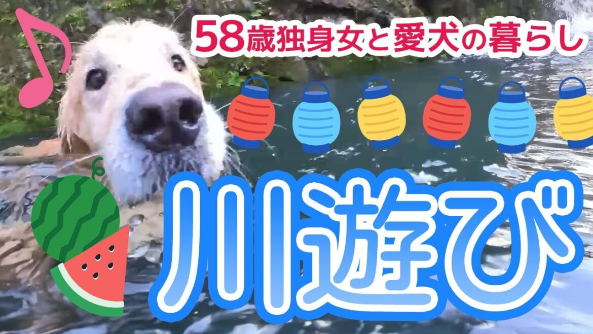 【今年初泳ぎ❣️川へ遊びに行ったよ🏞️ゴールデンレトリバー＃19】