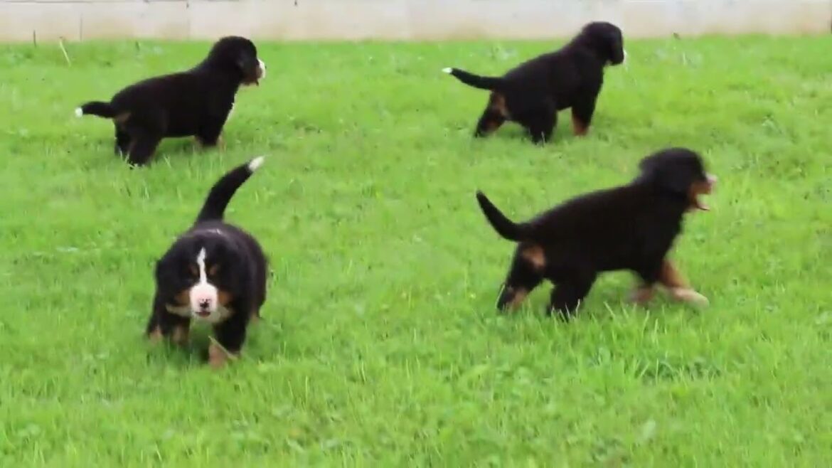 バーニーズ・マウンテン・ドッグの子犬販売