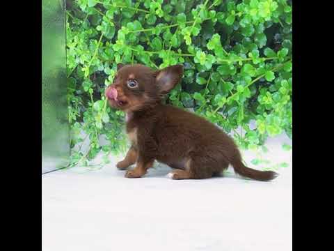 ミニチュア・ダックスフンドミックス(チョコタン)の女の子(2019/12/1生まれ) ミニチュア・ダックスフンドミックス(チョコタン)の女の子(2019/12/1生まれ)