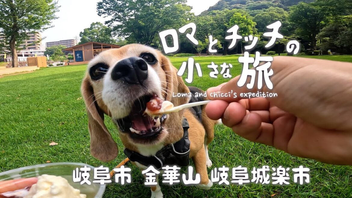 【金華山】岐阜城楽市は犬連れ登山も楽しめるアウトドアスポットだった【馬の背登山道】