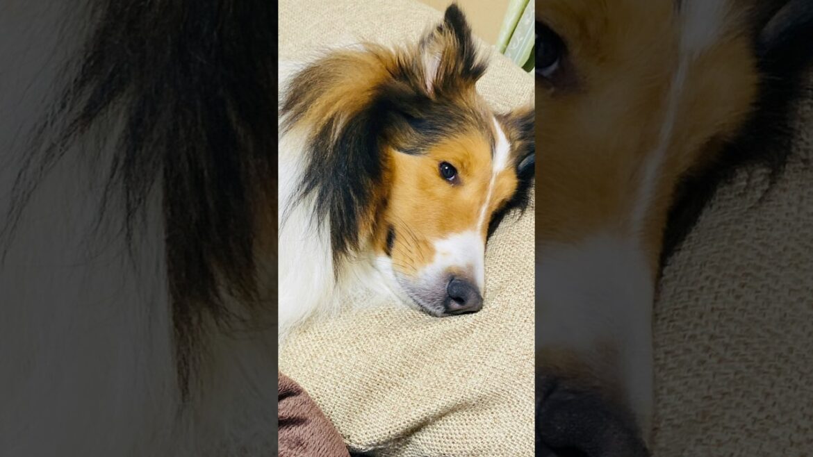 食後の挨拶ではありませんでした【会話ボタンでしゃべる犬】 #shorts #犬