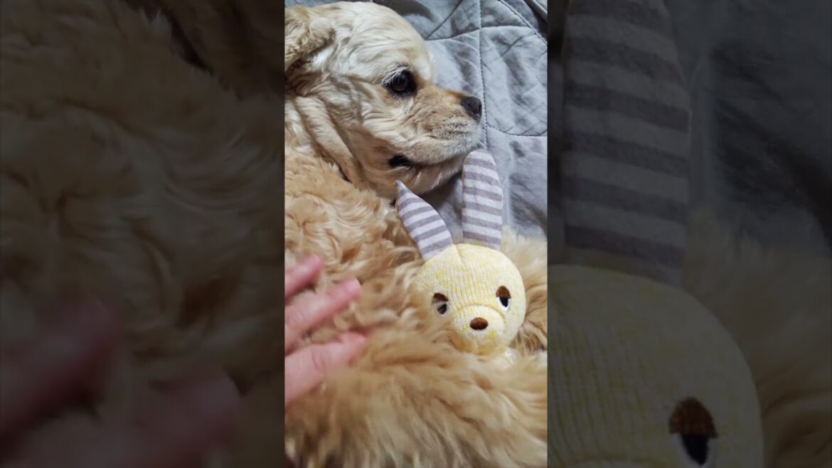 可愛くてニヤけたら負け（コッカースパニエル）