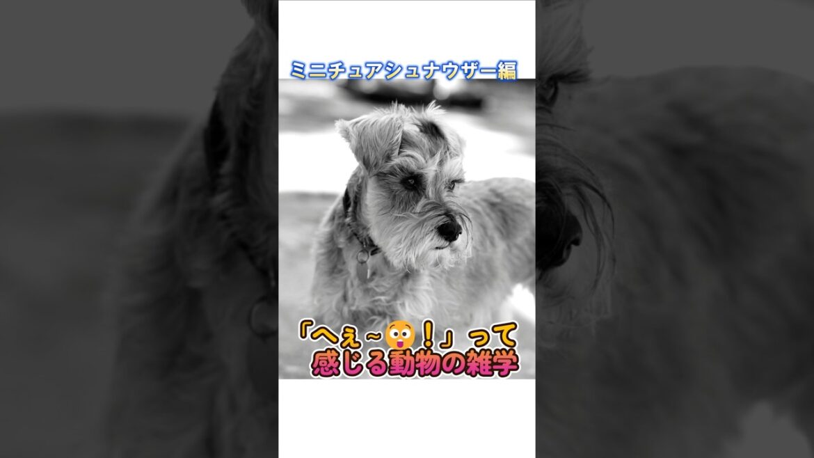～ 動物の雑学集 ～　ミニチュアシュナウザー編　可愛いだけじゃない！ミニチュアシュナウザーの賢すぎる雑学　#shorts #雑学 #動物の雑学 #ミニチュアシュナウザー