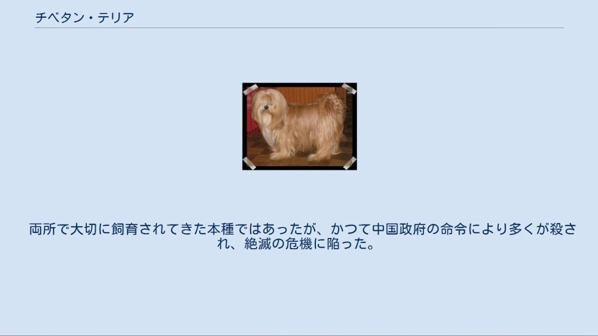 チベタン・テリア