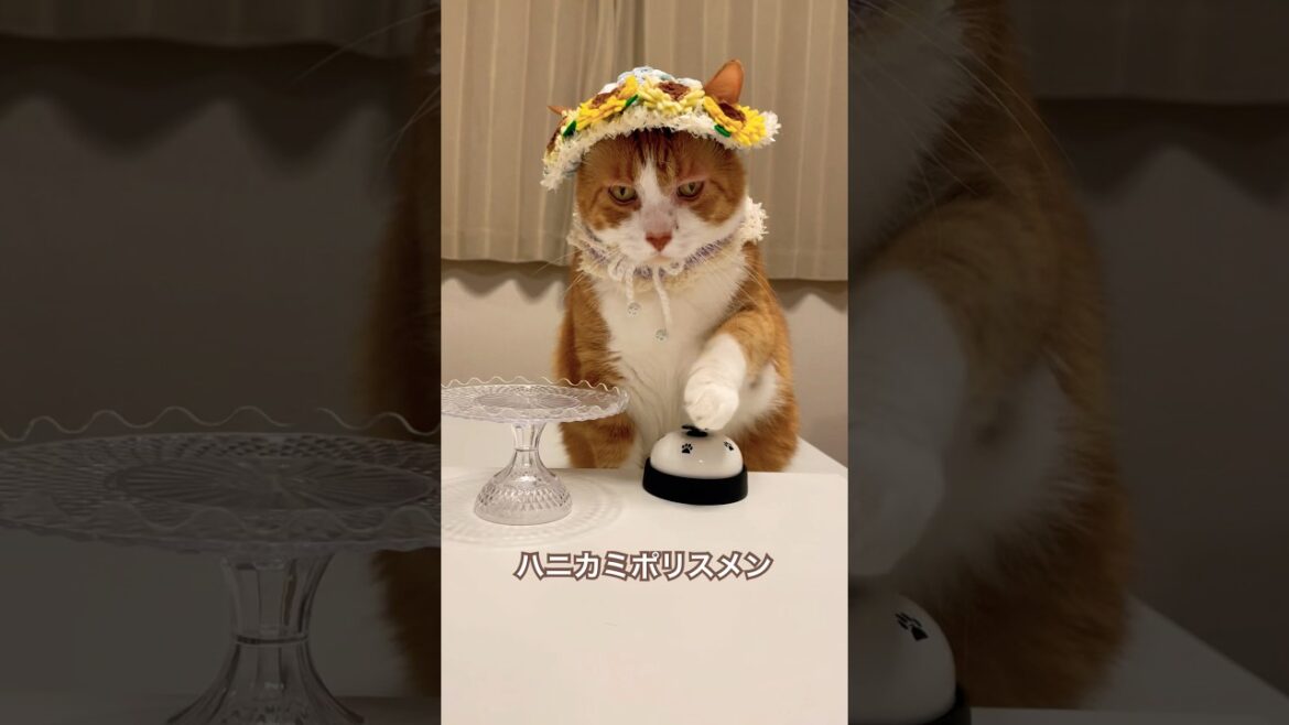 帽子を被った猫がおしゃれ番長 / ORANGE RANGE feat.ソイソース #shorts #猫のいる暮らし